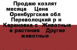  Продаю козлят 4 месяца. › Цена ­ 1 000 - Оренбургская обл., Переволоцкий р-н, Кариновка с. Животные и растения » Другие животные   